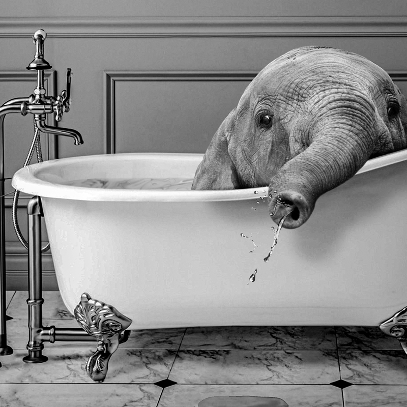 Black and White Animals Bathro - Photography Duck recension och pris